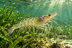 Shrimp