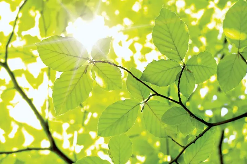 10 Practical Ways to Embrace Green Sustainability in Your Everyday Life